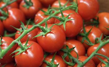  «شعبة الخضروات»: تزف بشري للمواطنين بشأن أسعار الطماطم