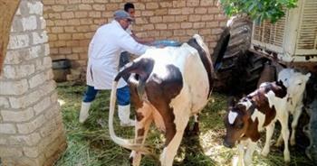 "بيطري الأقصر": تحصين أكثر من 50 ألف رأس من الماشية ضد الأمراض الوبائية
