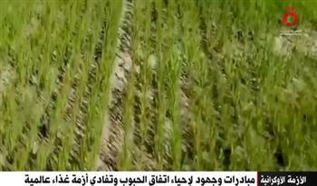 الحرب الروسية الأوكرانية.. مبادرات وجهود لإحياء اتفاق الحبوب وتفادي أزمة غذاء عالمية