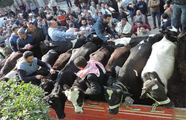 سقوط عصابة سرقة المواشي في البحيرة