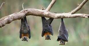   هل الحمض النووي لخفافيش الفاكهة يعالج مرض السكري؟!...دراسة تجيب