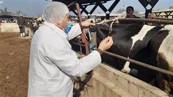   تحصين أكثر من 125 ألف رأس ماشية ضد الأمراض الوبائية ببني سويف