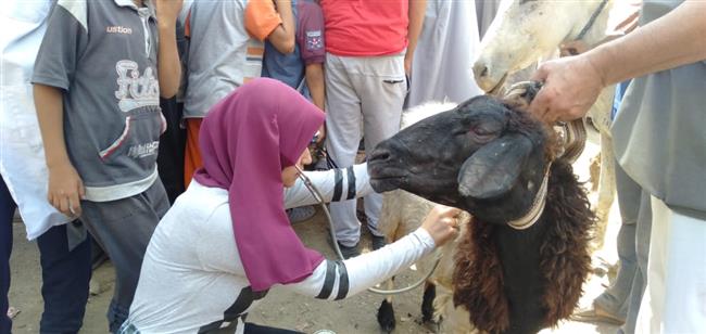 مركز البحوث الزراعية ينظم قافلة بيطرية مجانية بـ الفيوم ضمن " حياة كريمة "
