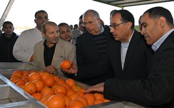   رئيس الوزراء يتفقد محطة شركة "جامكو" لتعبئة البرتقال واليوسفي بالنوبارية