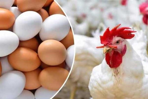 هبوط مفاجئ في أسعار الدواجن و البيض اليوم الأحد بالأسواق