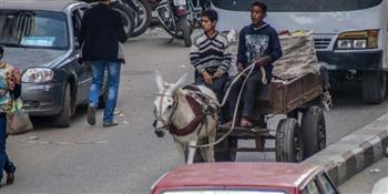   منع عربات الكارو في شوارع القاهرة