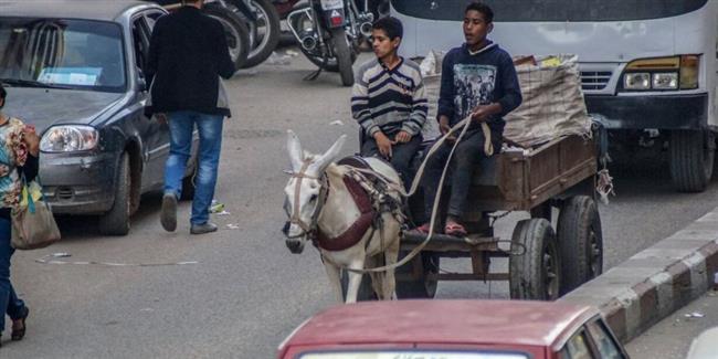 منع عربات الكارو في شوارع القاهرة