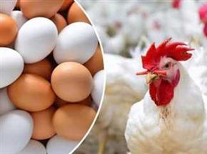 هبوط فى أسعار الدواجن والبيض اليوم بالأسواق