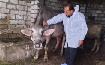 "بيطري البحيرة".. تحصين 38 ألف رأس ماشية ضد مرض الحمى القلاعية