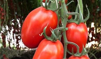   "الزراعة" تنظم يوما حقليا بالفيوم للاطلاع على نتائج أصناف الطماطم