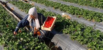   أستاذ اقتصاد زراعي: تصدر مصر كأكبر منتج للفراولة في العالم قصة نجاح