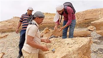 اكتشاف بقايا زاحف بحري بالوادي الجديد عمره أكثر من 65 مليون سنة