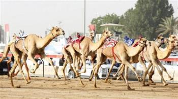   محافظ جنوب سيناء: سباقات الهجن التي تجري على أرض مضمار شرم الشيخ باتت ذات صدى دولي