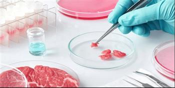   منصة إعلامية: النمسا وفرنسا وإيطاليا تعارض اللحوم المصنعة في المختبر