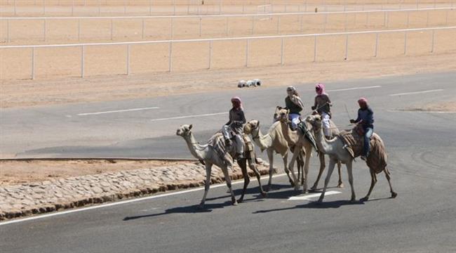 تفاصيل انطلاق فعاليات سباق الهجن بشرم الشيخ