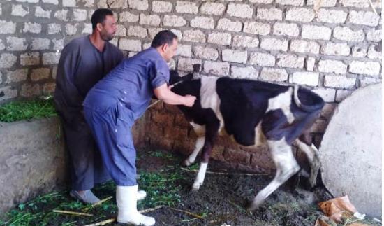 محافظ قنا يعلن عن انطلاق الحملة القومية للتحصين ضد مرض الجلد العقدي وجدري الأغنام 