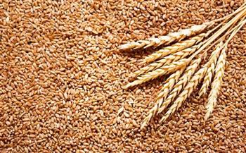   «زراعة الشرقية»: وصلنا لـ94% من المستهدف لمحصول القمح