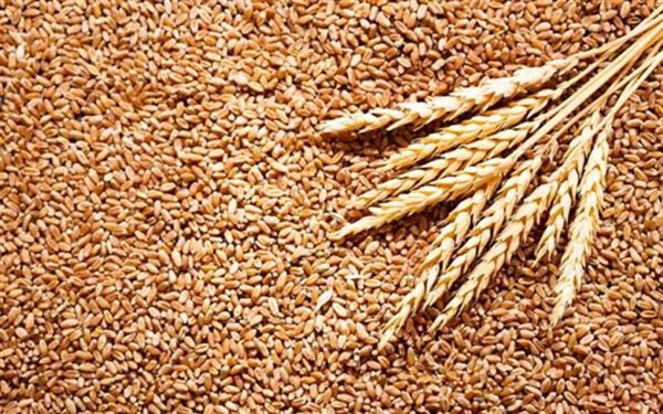 «زراعة الشرقية»: وصلنا لـ94% من المستهدف لمحصول القمح