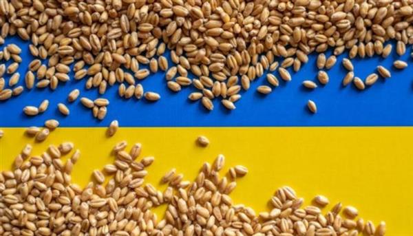 "الزراعة الأوكرانية": تصدير 18.4 مليون طن من الحبوب والبقول في 6 أشهر