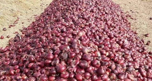 لا تُلقي قشر البصل! الكنز الغذائي الذي نهدره دون أن ندري