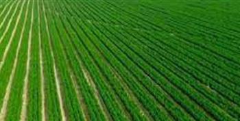   "زراعة أسيوط": الحفاظ على الرقعة الزراعية يسهم في زيادة الأمن الغذائي