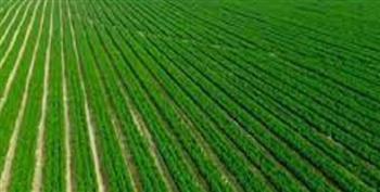 "زراعة أسيوط": الحفاظ على الرقعة الزراعية يسهم في زيادة الأمن الغذائي