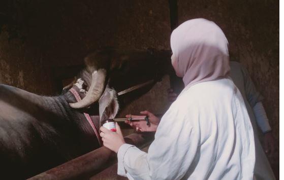 الجيزة: قوافل بيطرية للحفاظ على الثروة الحيوانية والداجنة
