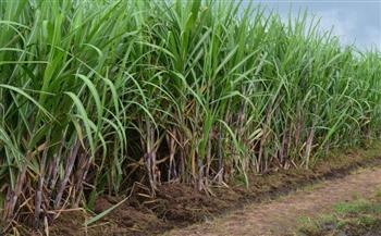   التموين تستهدف استصلاح 120 ألف فدان لزراعة قصب السكر