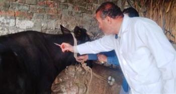   "بيطرى الشرقية": تحصين أكثر من 578 ألف رأس من الماشية ضد الأمراض الوبائية