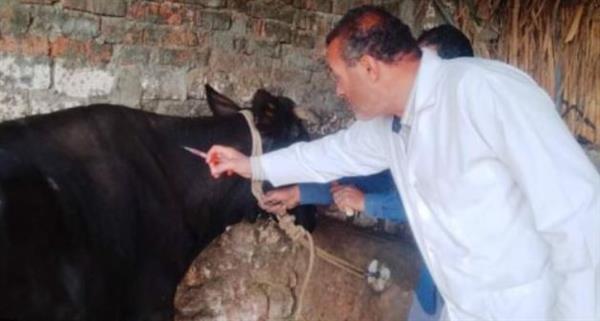 "بيطرى الشرقية": تحصين أكثر من 578 ألف رأس من الماشية ضد الأمراض الوبائية
