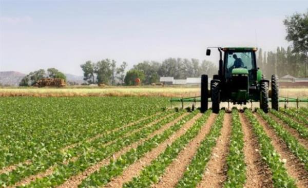 مستشار وزير الزراعة: الدولة تتبنى مشروعات "التوسع الرأسي" لزيادة إنتاجية المحاصيل