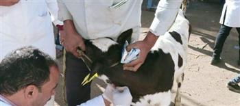   فحص 176 رأس ماشية بقافلة بيطرية في طنطا