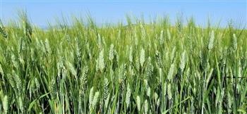   الانتهاء من زراعة 30 ألف فدان من محصول القمح في دمياط