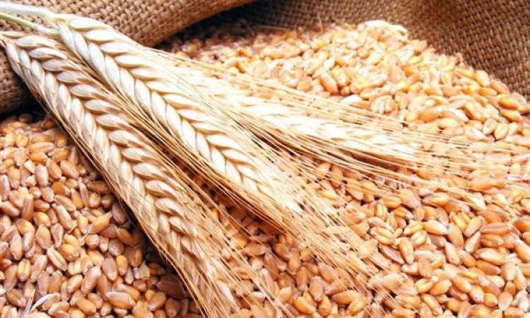 "السلع التموينية" تعلن عن ممارسة لشراء القمح المستورد