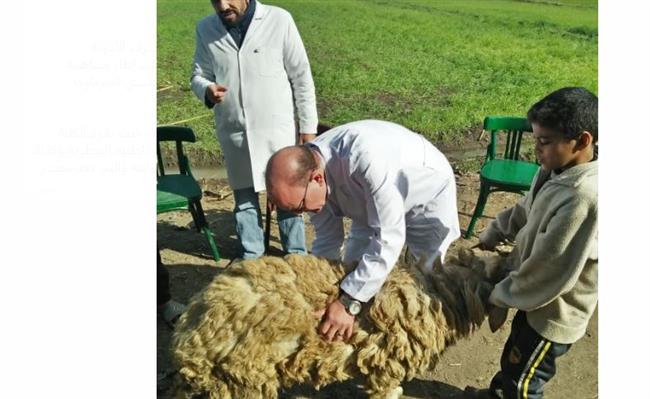جامعة الزقازيق توجه قافلة بيطرية لقرية عزبة وهبه شلبى مركز الزقازيق بالشرقية