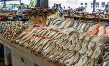   تعرف على أسعار الأسماك اليوم الثلاثاء بالأسواق
