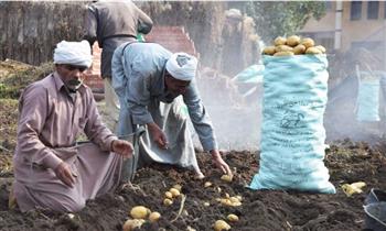   "زراعة دمياط": الانتهاء من زراعة أكثر من 13 ألف فدان بطاطس
