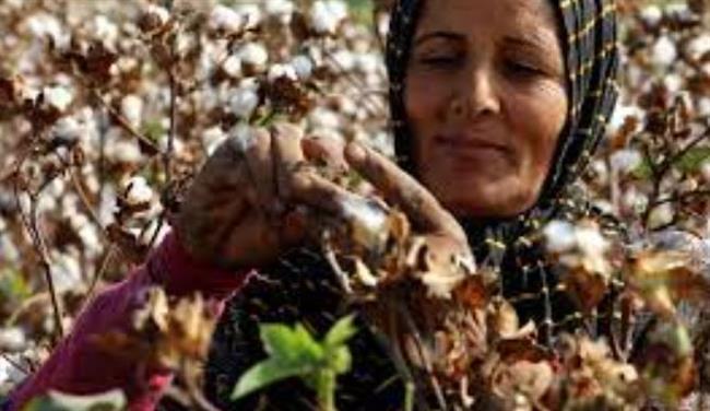 "معلومات الوزراء" يحتفي بالريفيات المصريات 