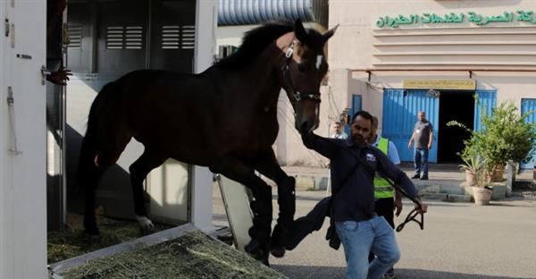 وصول الخيول المشتركة في بطولة مصر الدولية للفروسية المؤهلة لكأس العالم.. فيديو