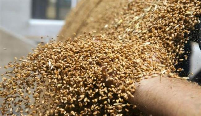 تراجع صادرات القمح الكازاخي بنسبة 40% في 2024