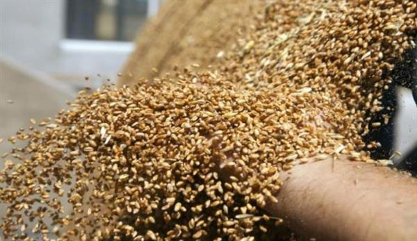 تراجع صادرات القمح الكازاخي بنسبة 40% في 2024