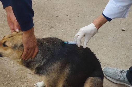 حملات مكثفة لمديرية الطب البيطري بالإسكندرية لتطعيم كلاب الشوارع