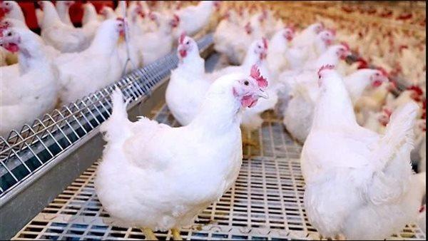 مفاجأة في أسعار الدواجن والبيض اليوم