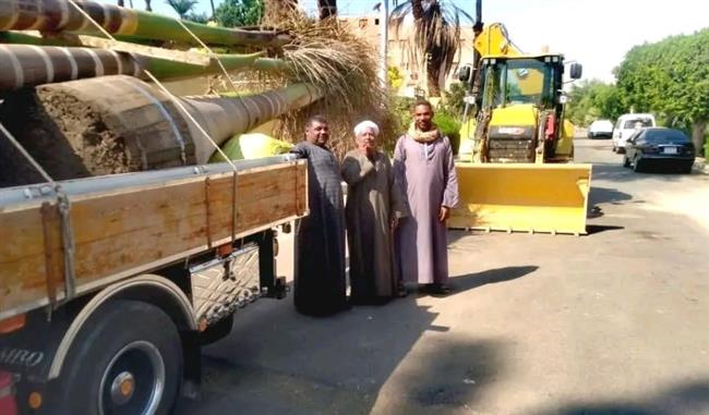 زراعة 50 نخلة ملوكي بشوارع وميادين الأقصر ضمن مبادرة "100 مليون شجرة" 