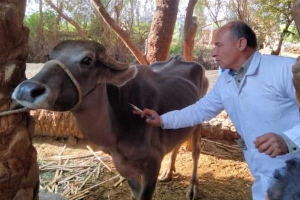 بيطري المنيا: تقديم 3413 خدمة مجانية خلال 11 قافلة وقائية وإرشادية