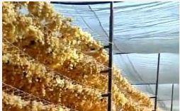   قرى السنطة وزفتى بالغربية تنتج 85 % من صادرات مصر من الزبيب 