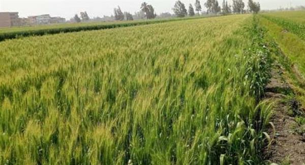 دمياط: زراعة 17 ألفا و300 فدان قمح حتى الآن