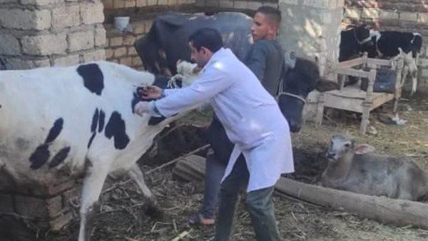 بيطري المنيا: تحصين 188 ألف رأس ماشية ضد الحمى القلاعية