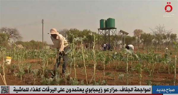 القاهرة الإخبارية: لمواجهة الجفاف.. مزارعو زيمبابوي يعتمدون على اليرقات كغذاء للماشية
