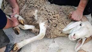 هل يجوز نحر شاة بنية طلب الشفاء من الله؟